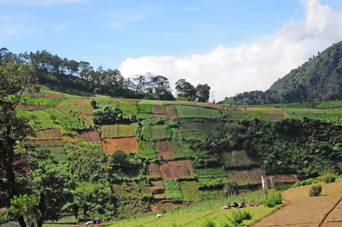 Felder und Wald im Hochland von Guatemala